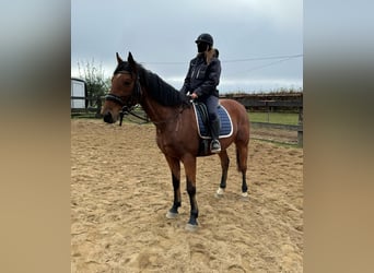 Meer warmbloeden, Ruin, 6 Jaar, 168 cm, Bruin