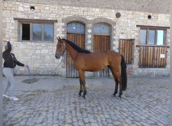 Meer warmbloeden, Ruin, 6 Jaar, 168 cm, Bruin