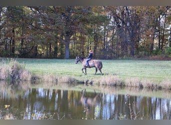 Meer warmbloeden, Ruin, 6 Jaar, 168 cm, Grullo