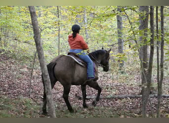 Meer warmbloeden, Ruin, 6 Jaar, 168 cm, Grullo