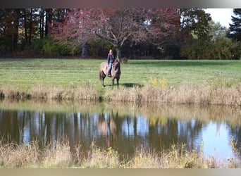 Meer warmbloeden, Ruin, 6 Jaar, 168 cm, Grullo
