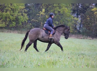 Meer warmbloeden, Ruin, 6 Jaar, 168 cm, Grullo