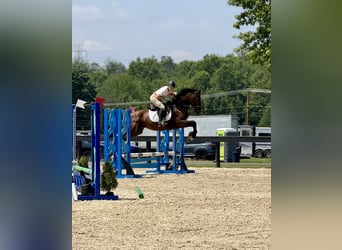 Meer warmbloeden, Ruin, 6 Jaar, 168 cm, Roodbruin