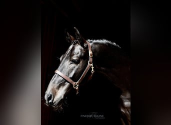 Meer warmbloeden, Ruin, 6 Jaar, 168 cm, Roodbruin