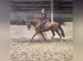 Meer warmbloeden, Ruin, 6 Jaar, 168 cm, Vos