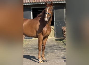 Meer warmbloeden, Ruin, 6 Jaar, 169 cm, Donkere-vos