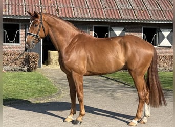 Meer warmbloeden, Ruin, 6 Jaar, 169 cm, Donkere-vos