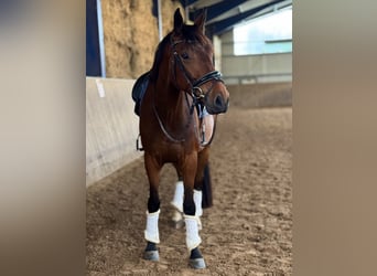 Meer warmbloeden, Ruin, 6 Jaar, 170 cm, Bruin