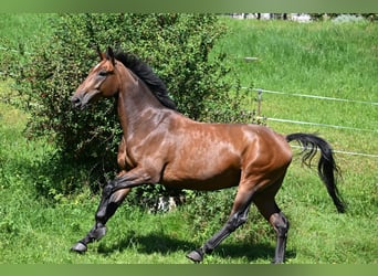 Meer warmbloeden Mix, Ruin, 6 Jaar, 170 cm, Bruin