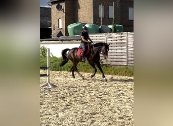 Meer warmbloeden, Ruin, 6 Jaar, 170 cm, Donkerbruin