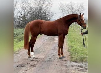 Meer warmbloeden, Ruin, 6 Jaar, 172 cm, Donkere-vos