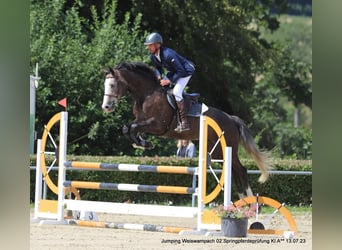 Meer warmbloeden, Ruin, 6 Jaar, 173 cm, Schimmel