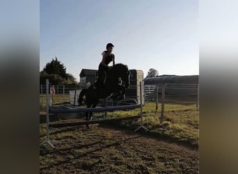 Meer warmbloeden, Ruin, 7 Jaar, 160 cm, Donkerbruin