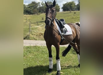 Meer warmbloeden, Ruin, 7 Jaar, 160 cm, Donkerbruin