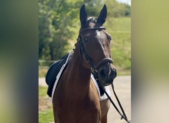 Meer warmbloeden, Ruin, 7 Jaar, 160 cm, Donkerbruin