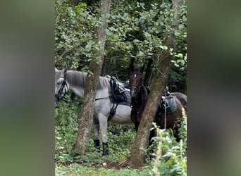 Meer warmbloeden, Ruin, 7 Jaar, 160 cm, Donkerbruin