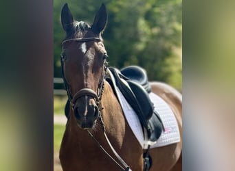 Meer warmbloeden, Ruin, 7 Jaar, 160 cm, Donkerbruin