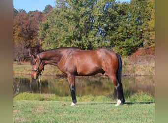 Meer warmbloeden, Ruin, 7 Jaar, 160 cm