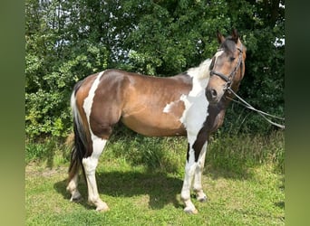 Meer warmbloeden, Ruin, 7 Jaar, 162 cm, Gevlekt-paard