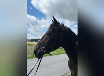 Meer warmbloeden, Ruin, 7 Jaar, 162 cm, Gevlekt-paard