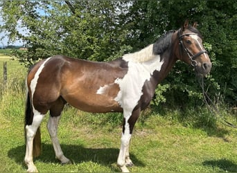 Meer warmbloeden, Ruin, 7 Jaar, 162 cm, Gevlekt-paard