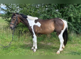 Meer warmbloeden, Ruin, 7 Jaar, 162 cm, Gevlekt-paard