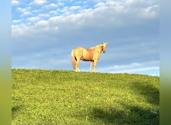 Meer warmbloeden Mix, Ruin, 7 Jaar, 162 cm, Palomino