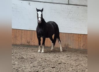 Meer warmbloeden Mix, Ruin, 7 Jaar, 162 cm, Sabino