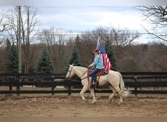 Meer warmbloeden, Ruin, 7 Jaar, 163 cm, Palomino