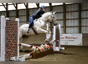 Meer warmbloeden, Ruin, 7 Jaar, 163 cm, Palomino