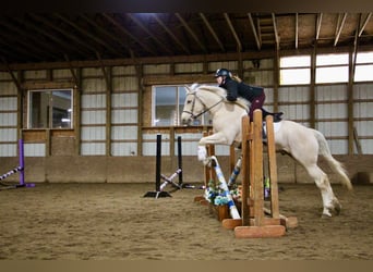 Meer warmbloeden, Ruin, 7 Jaar, 163 cm, Palomino