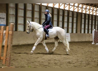 Meer warmbloeden, Ruin, 7 Jaar, 163 cm, Palomino