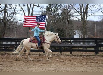 Meer warmbloeden, Ruin, 7 Jaar, 163 cm, Palomino