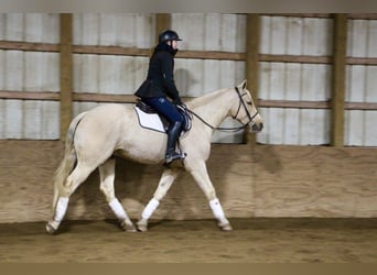 Meer warmbloeden, Ruin, 7 Jaar, 163 cm, Palomino