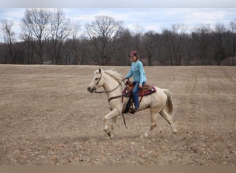 Meer warmbloeden, Ruin, 7 Jaar, 163 cm, Palomino