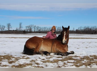 Meer warmbloeden, Ruin, 7 Jaar, 163 cm, Roodbruin