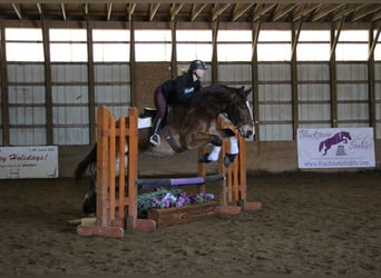 Meer warmbloeden, Ruin, 7 Jaar, 163 cm, Roodbruin