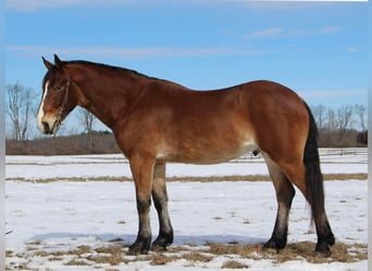 Meer warmbloeden, Ruin, 7 Jaar, 163 cm, Roodbruin