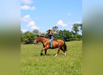 Meer warmbloeden, Ruin, 7 Jaar, 163 cm, Roodbruin