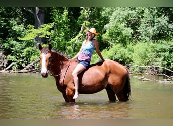 Meer warmbloeden, Ruin, 7 Jaar, 163 cm, Roodbruin