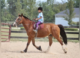 Meer warmbloeden, Ruin, 7 Jaar, 163 cm, Roodbruin