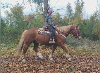 Meer warmbloeden Mix, Ruin, 7 Jaar, 164 cm, Donkere-vos