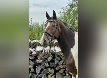 Meer warmbloeden, Ruin, 7 Jaar, 164 cm, Gevlekt-paard