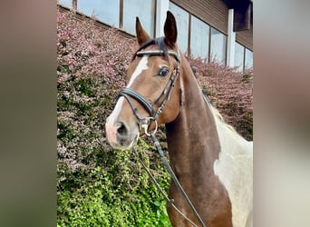 Meer warmbloeden, Ruin, 7 Jaar, 164 cm, Gevlekt-paard