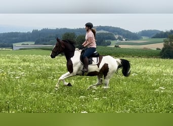 Meer warmbloeden, Ruin, 7 Jaar, 164 cm, Gevlekt-paard