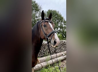 Meer warmbloeden, Ruin, 7 Jaar, 164 cm, Gevlekt-paard