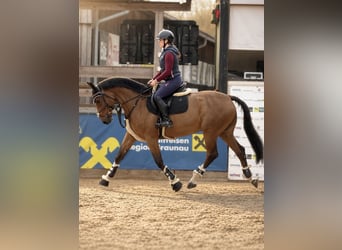 Meer warmbloeden, Ruin, 7 Jaar, 165 cm, Bruin