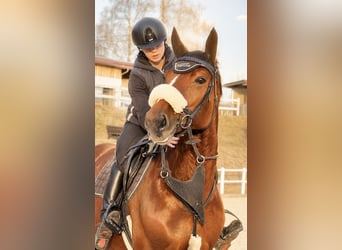 Meer warmbloeden, Ruin, 7 Jaar, 165 cm, Bruin