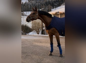 Meer warmbloeden, Ruin, 7 Jaar, 165 cm, Bruin
