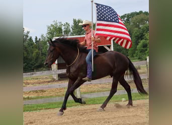 Meer warmbloeden, Ruin, 7 Jaar, 165 cm, Roodbruin
